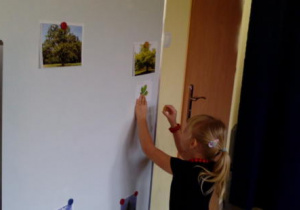 Dziewczynka dopasowuje liść kasztanowca do drzewa na tablicy.